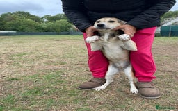 Mixed Breed dogs for adoption: Meet Beautiful JESSY !  She needs a Loving Home  - Image 2