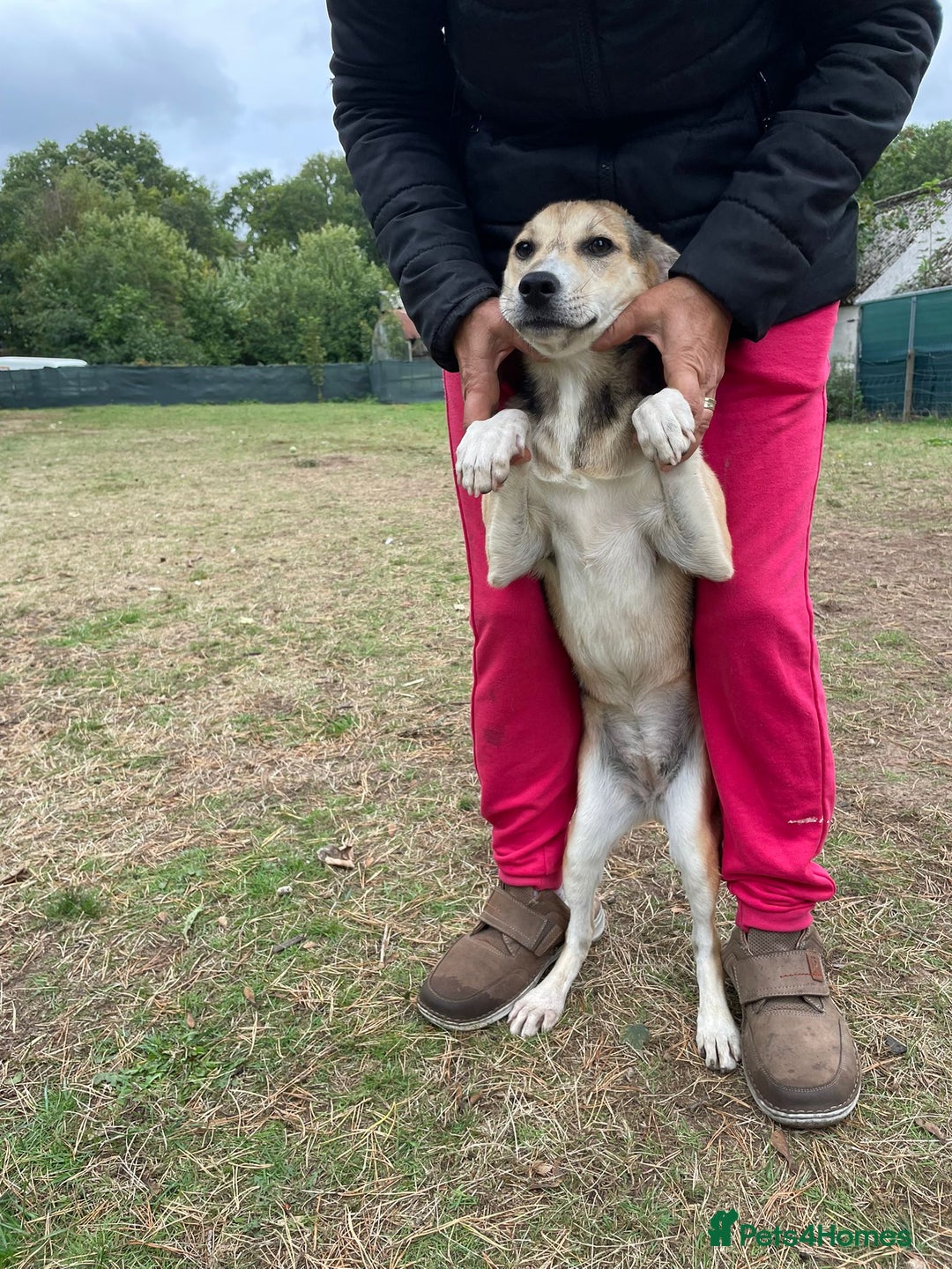 Mixed Breed dogs for adoption: Meet Beautiful JESSY !  She needs a Loving Home  - Image 2