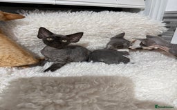 Devon Rex cats for sale: Devon Rex Kittens  - Image 14