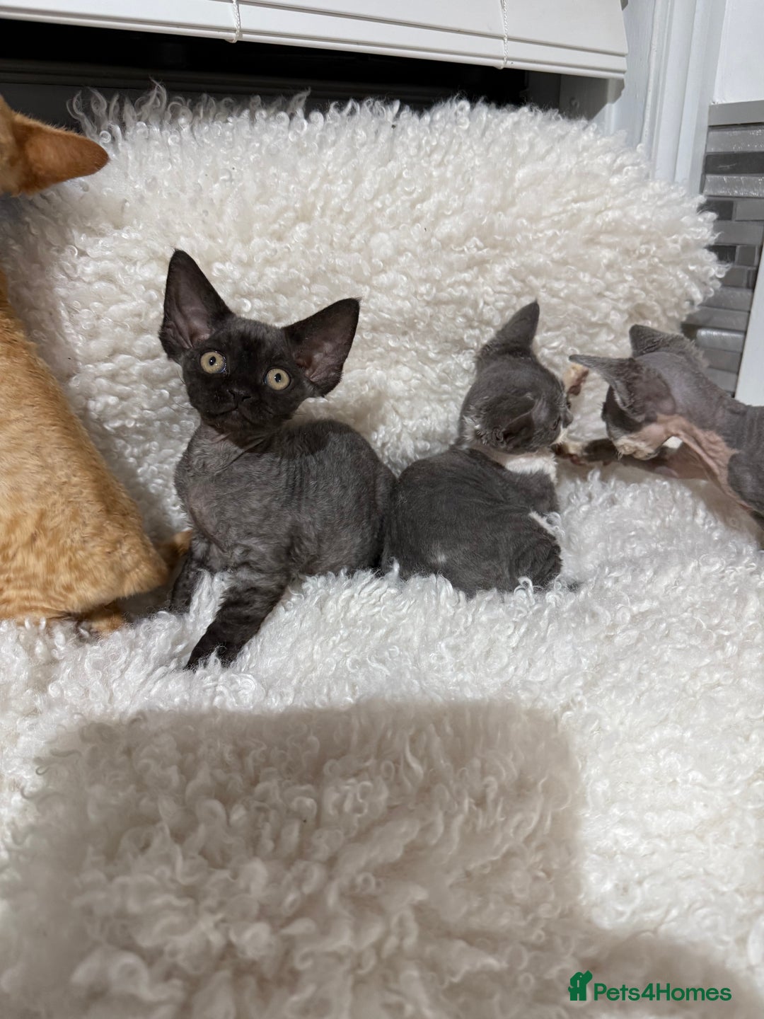Devon Rex cats for sale: Devon Rex Kittens  - Image 14