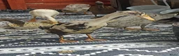 Mixed Breed livestock for sale: Indian Runner ducks  - Advert 16