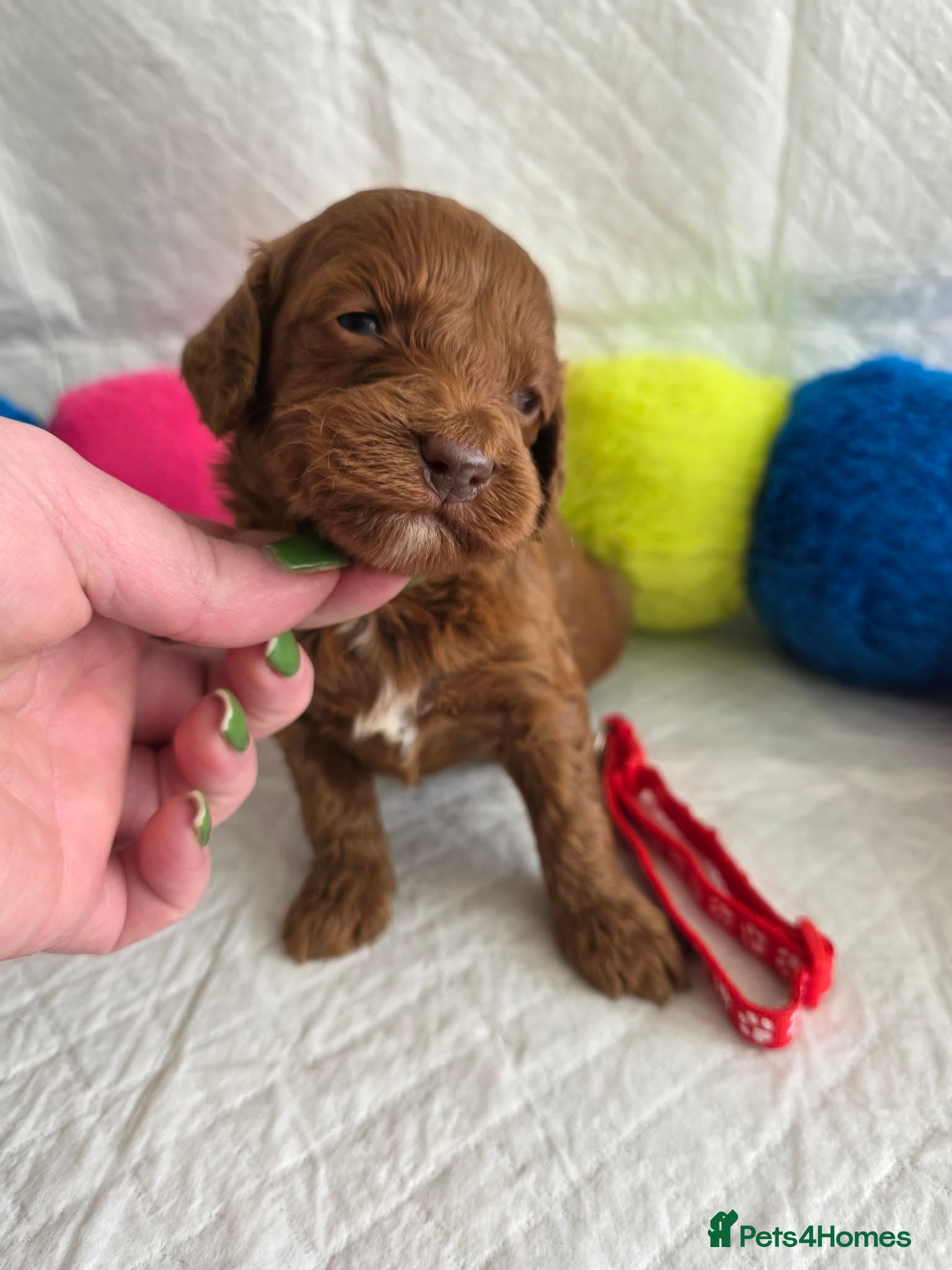 Goldendoodle dogs 👑Finest Quality Deep Red Doodles Toy/Min Bred 👑  - Advert 2