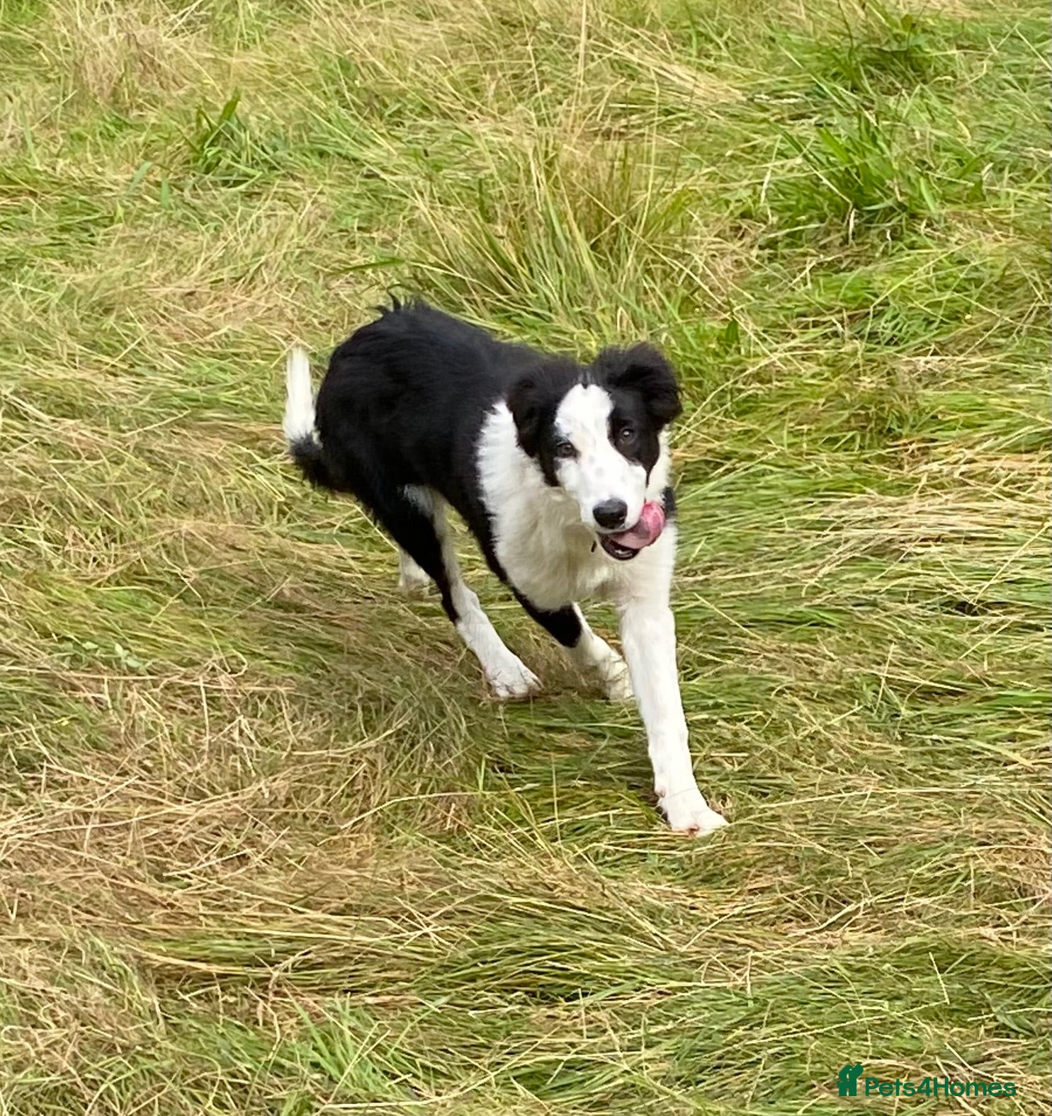 Border Collie dogs Classic Long Coated B&W Border Collie Boy Pup - Advert 2