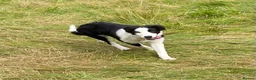 Border Collie dogs for sale: Classic Long Coated B&W Border Collie Boy Pup - Advert 7