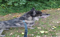 Mixed Breed dogs for sale: 17 month old chow chow x malamute  - Image 1