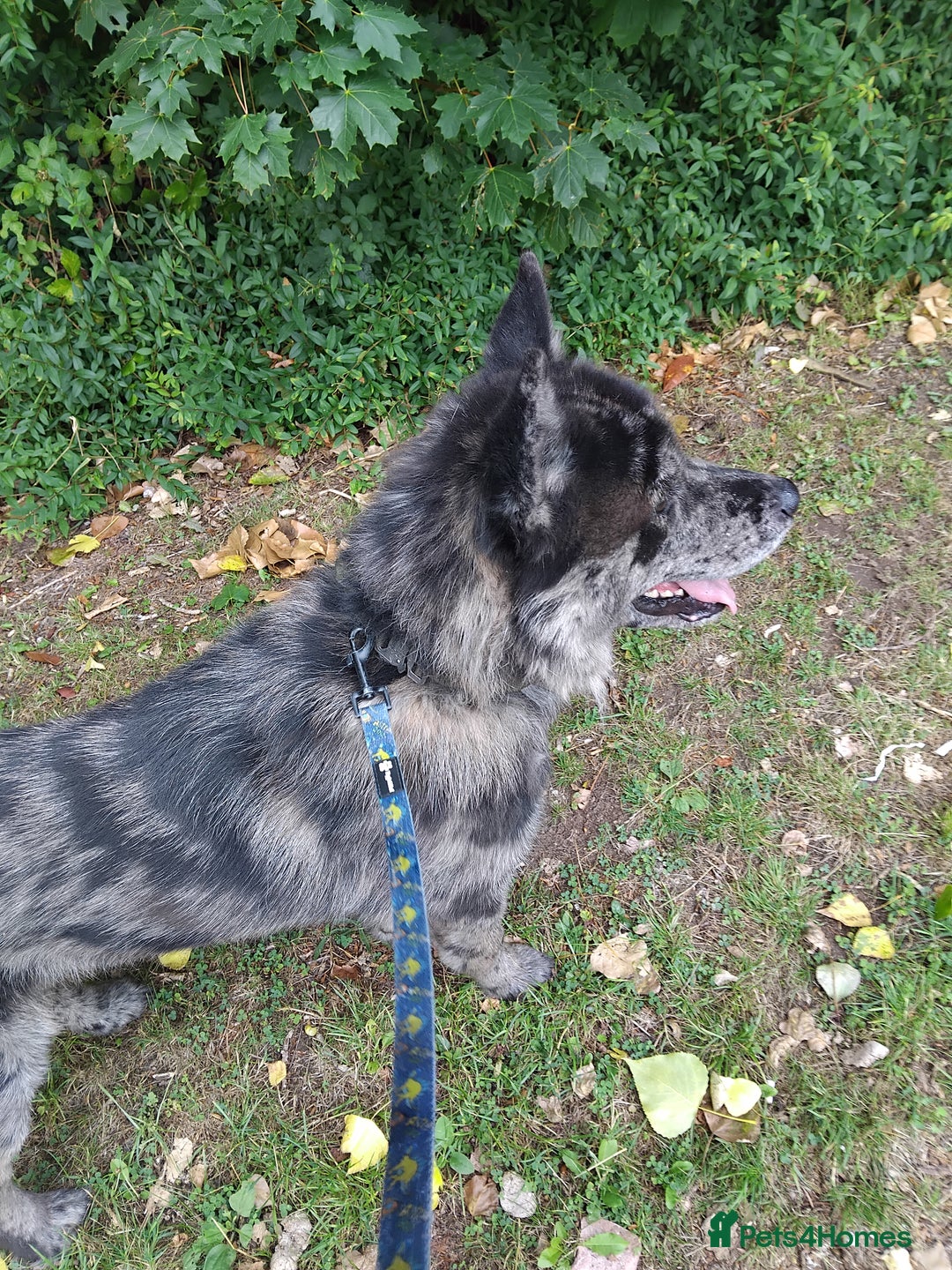 Mixed Breed dogs for sale: 17 month old chow chow x malamute  - Image 1