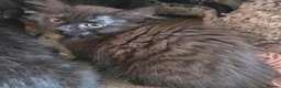 Mixed Breed cats for sale: 2 females, 1 black fluffy 1 short haired tabby - Advert 4