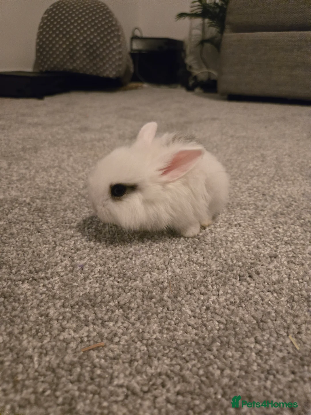Mini Lop rabbits for sale: Mini lop bunnies  in Hinckley - Advert 7