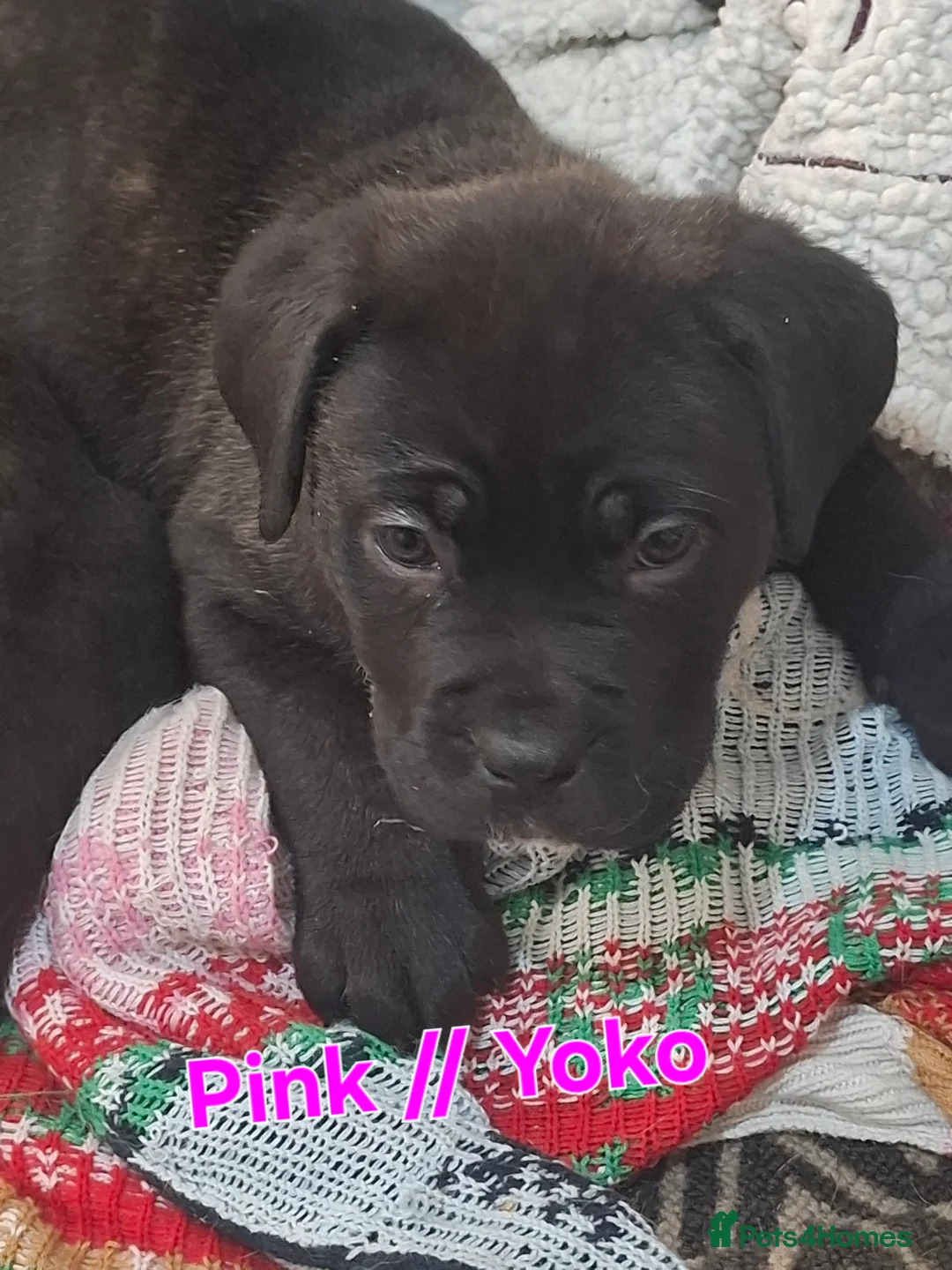 Mixed Breed dogs for sale: Litter of 10 Beautiful, Chunky Puppies - Advert 6