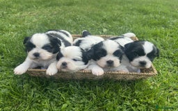 Shih Tzu dogs for sale: Shih tzu puppies - Image 1