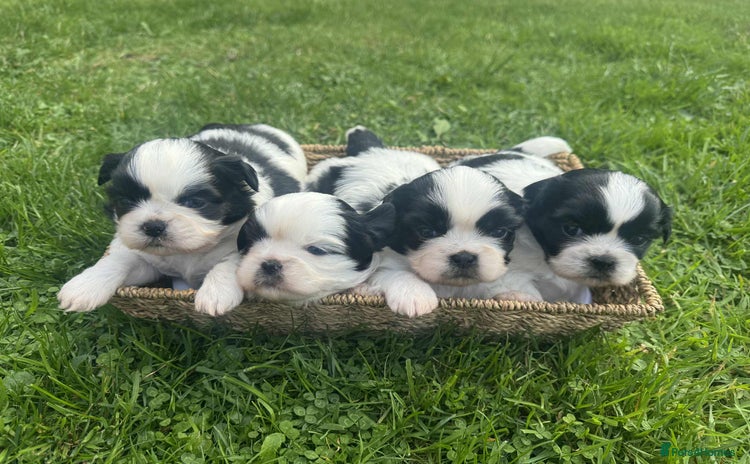 Shih Tzu dogs - Advert 1