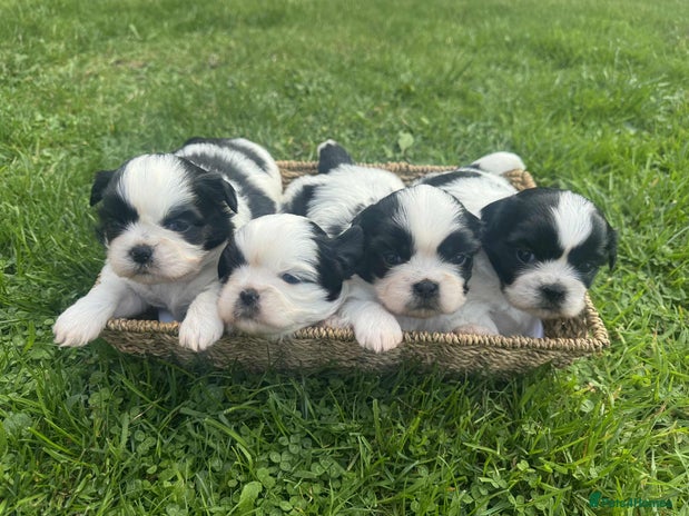 Shih Tzu dogs - Advert 7