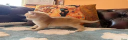 British Shorthair cats for sale: Lovely golden BSH & BLH kittens - Advert 25