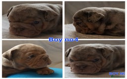 English Bulldog dogs for sale: Dwkc englìsh bulldog puppies  - Image 19