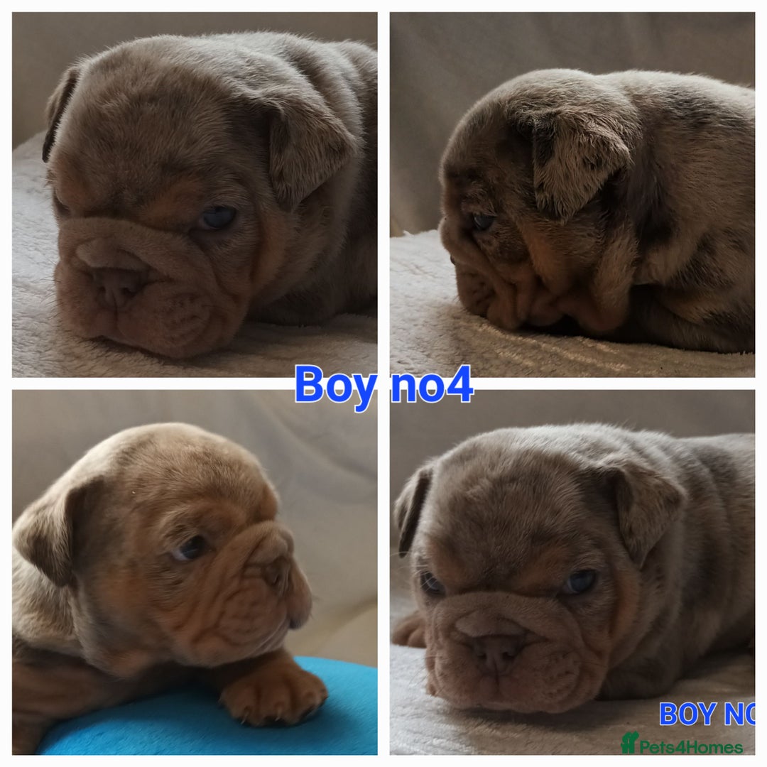 English Bulldog dogs for sale: Dwkc englìsh bulldog puppies  - Image 19