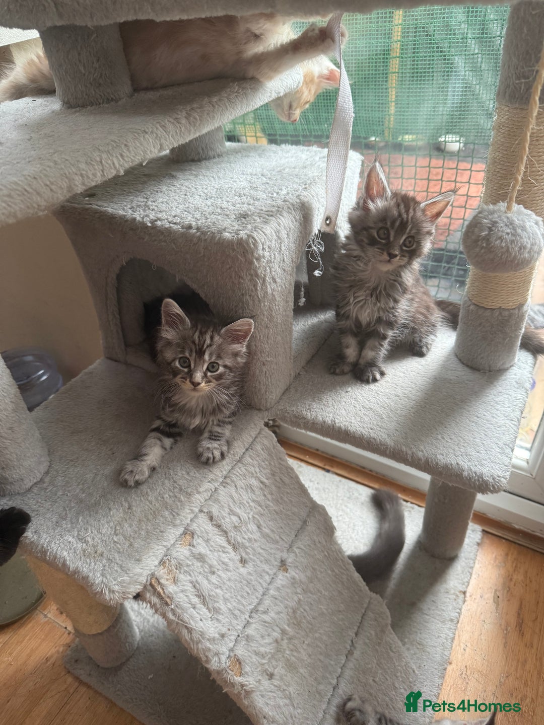 Maine Coon cats for sale: Maine Coon Kittens in Greenford - Image 7
