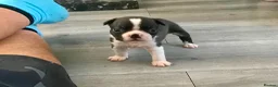 Boston Terrier dogs for sale: 5 BEAUTIFUL BOSTON TERRIER PUPPIES  - Advert 8