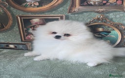 Pomeranian dogs for sale: Quality Pom puppies from Five Star Breeder  - Image 12