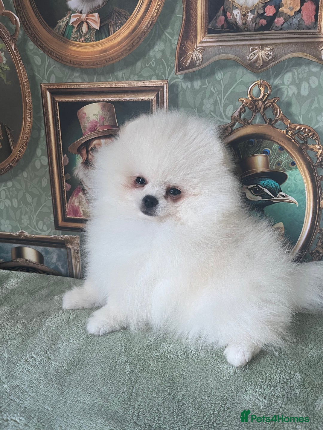 Pomeranian dogs for sale: Quality Pom puppies from Five Star Breeder  - Image 12