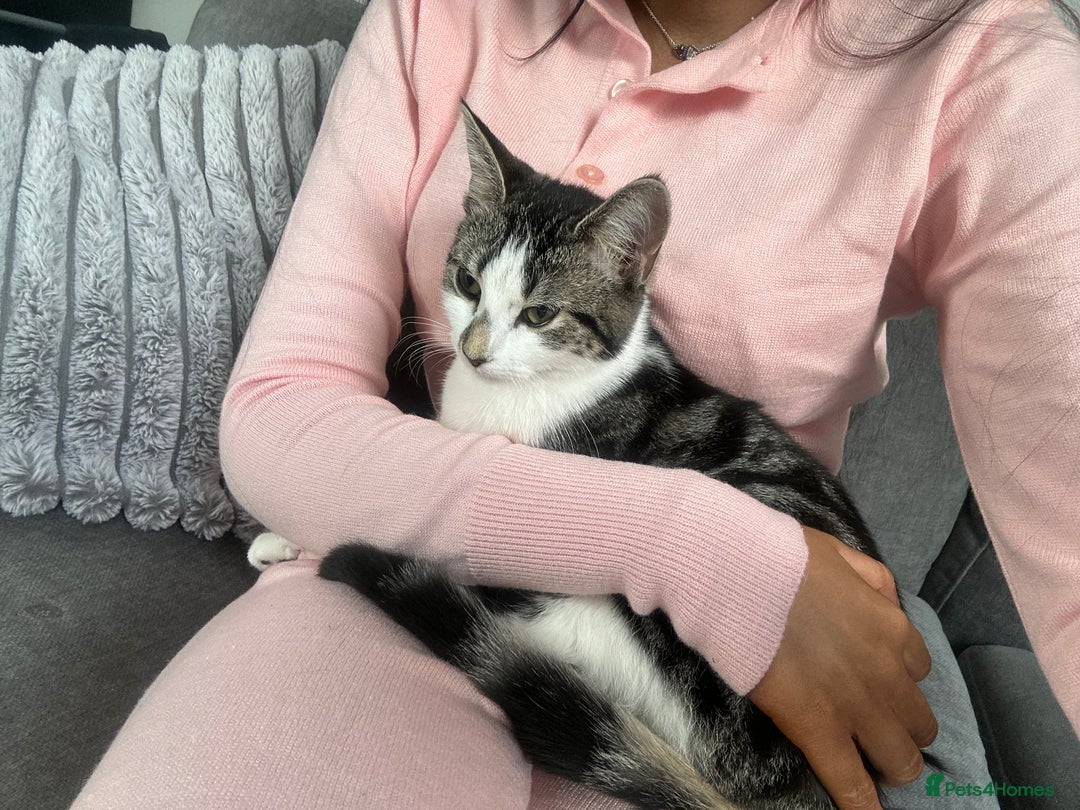 Mixed Breed cats for sale: Phoebe, 10 Months Old 🐾 🩷 - Advert 8