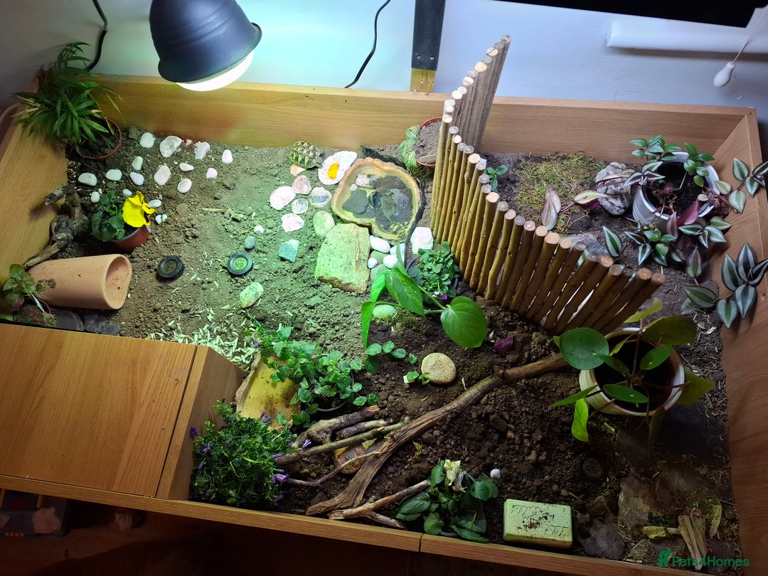 Tortoise reptiles for sale: Baby Herman and full set up - Advert 1