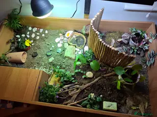 Tortoise reptiles Baby Herman and full set up - Advert 2