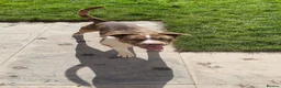 American Bully dogs for sale: Standard American bully  - Advert 1