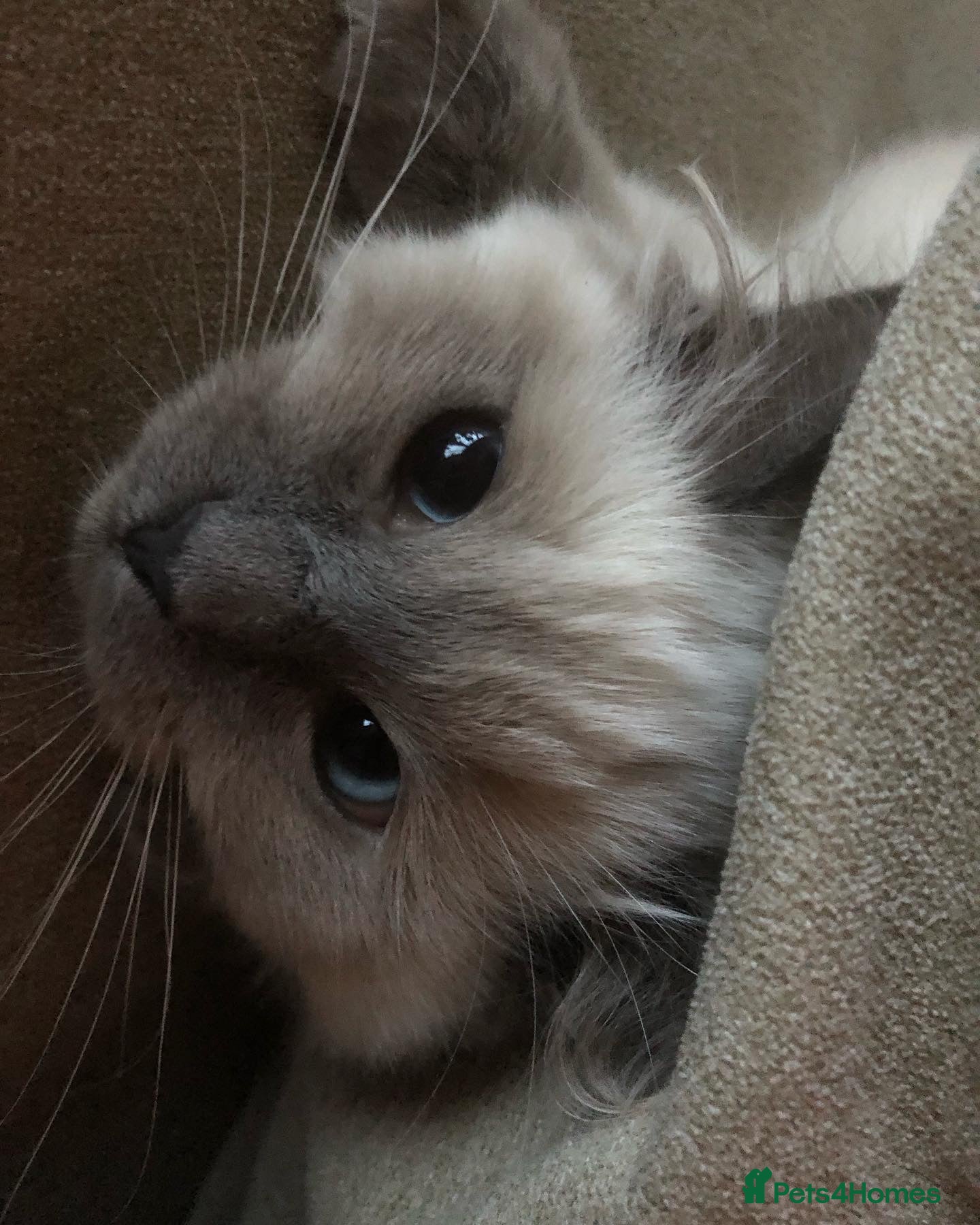 Ragdoll cats for sale: Beautiful natured pure Ragdoll  in Nottingham - Advert 3
