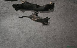 French Bulldog dogs for sale: Loving Frenchie looking for her forever home - Image 3