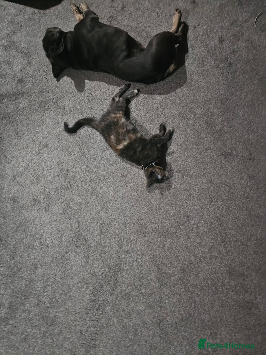 French Bulldog dogs for sale: Loving Frenchie looking for her forever home - Image 3