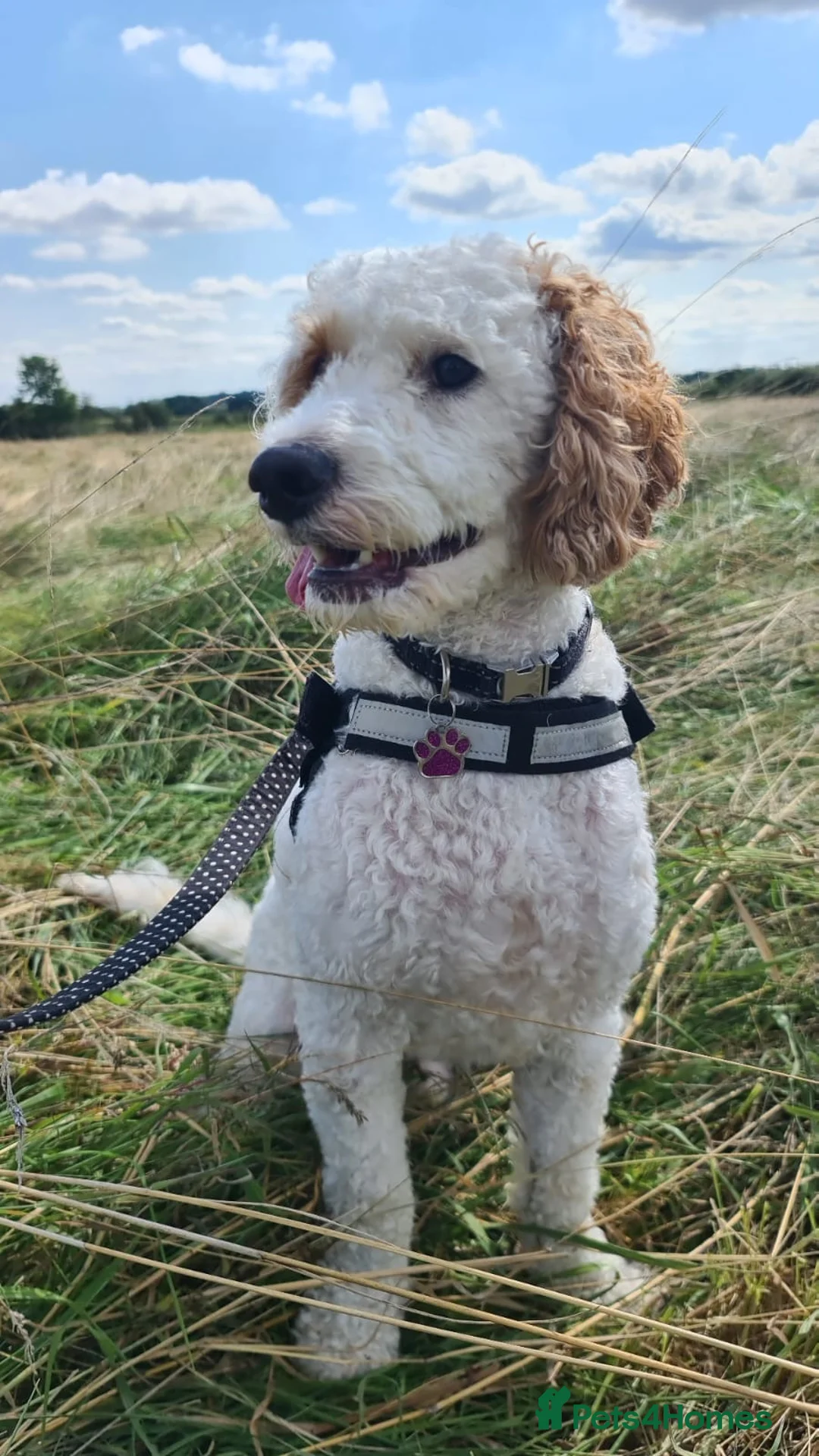 Cavapoo dogs for stud: Extensively health tested Cavapoo stud proven in Ilkeston - Advert 6