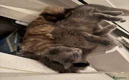 Ragdoll cats for sale: 2 Ragdolls M/F - Image 3