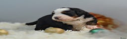 Bernese Mountain Dog dogs for sale: KC REGISTERED LITTER OF BERNESE MOUNTAIN DOG PUPS - Advert 11