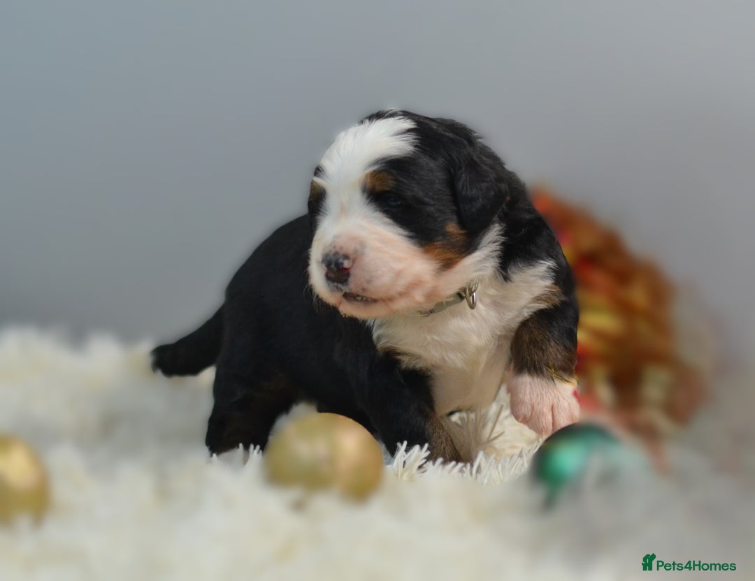 Bernese Mountain Dog dogs for sale: KC REGISTERED LITTER OF BERNESE MOUNTAIN DOG PUPS - Advert 11