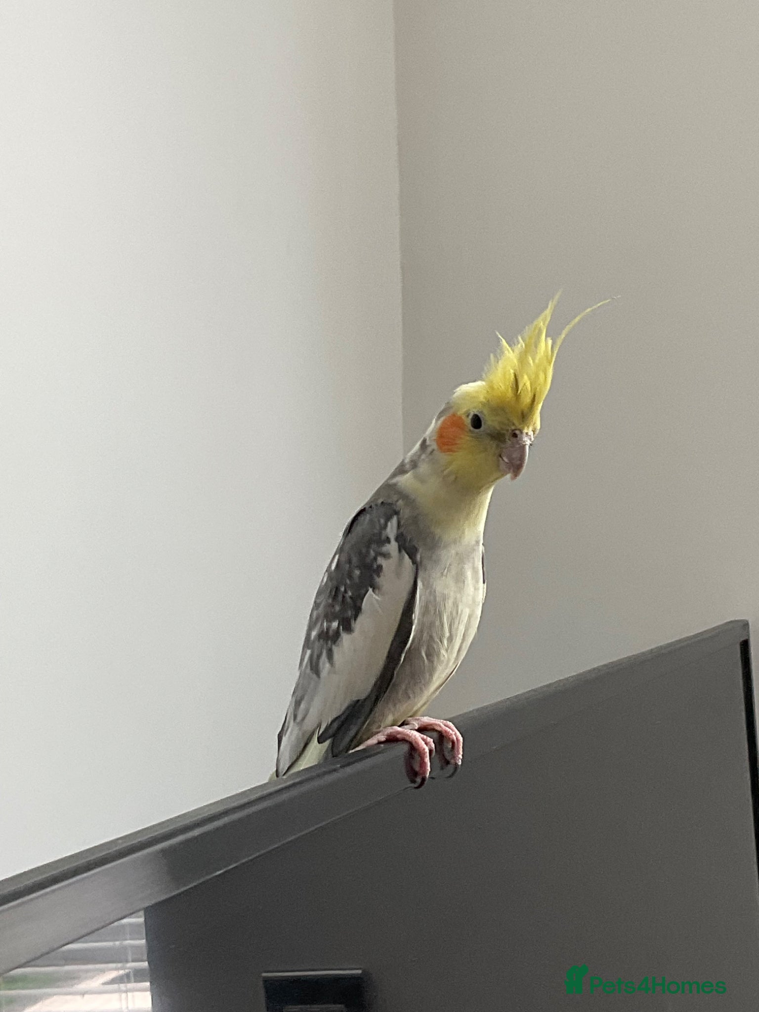 Cockatiels birds Friendly baby cockatiel for sale! - Advert 1