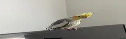 Cockatiels birds for sale: Friendly baby cockatiel for sale! - Advert 1