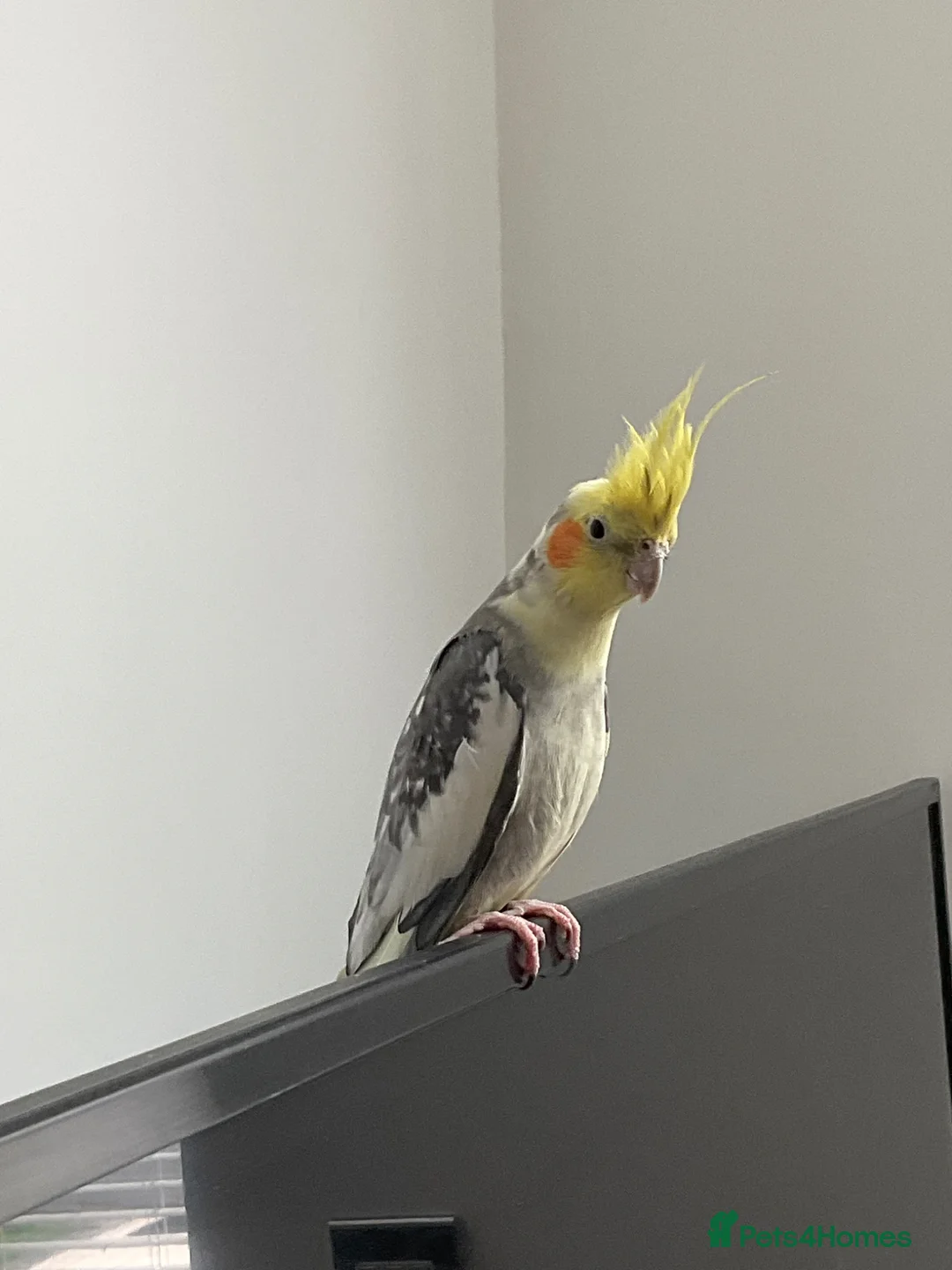 Cockatiels birds for sale: Friendly baby cockatiel for sale! - Advert 1