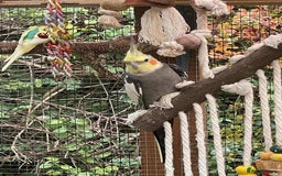 Lovebirds birds for sale: Cockertiels - Image 2