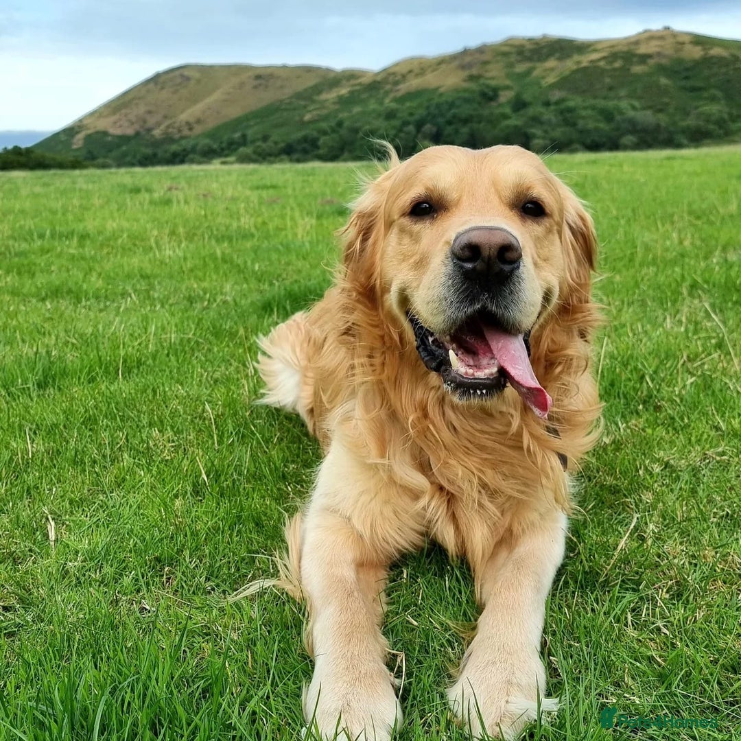Golden Retriever dogs for sale: Confirmed litter of KC Golden Retriever puppies - Image 8