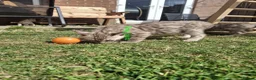 Bengal cats for sale: Snow mink bengals ready now - Advert 13