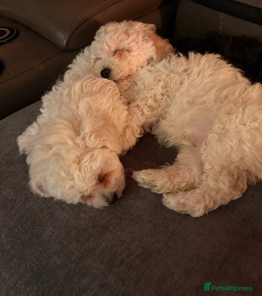 Shihpoo dogs for sale: Shihpoo - Advert 14