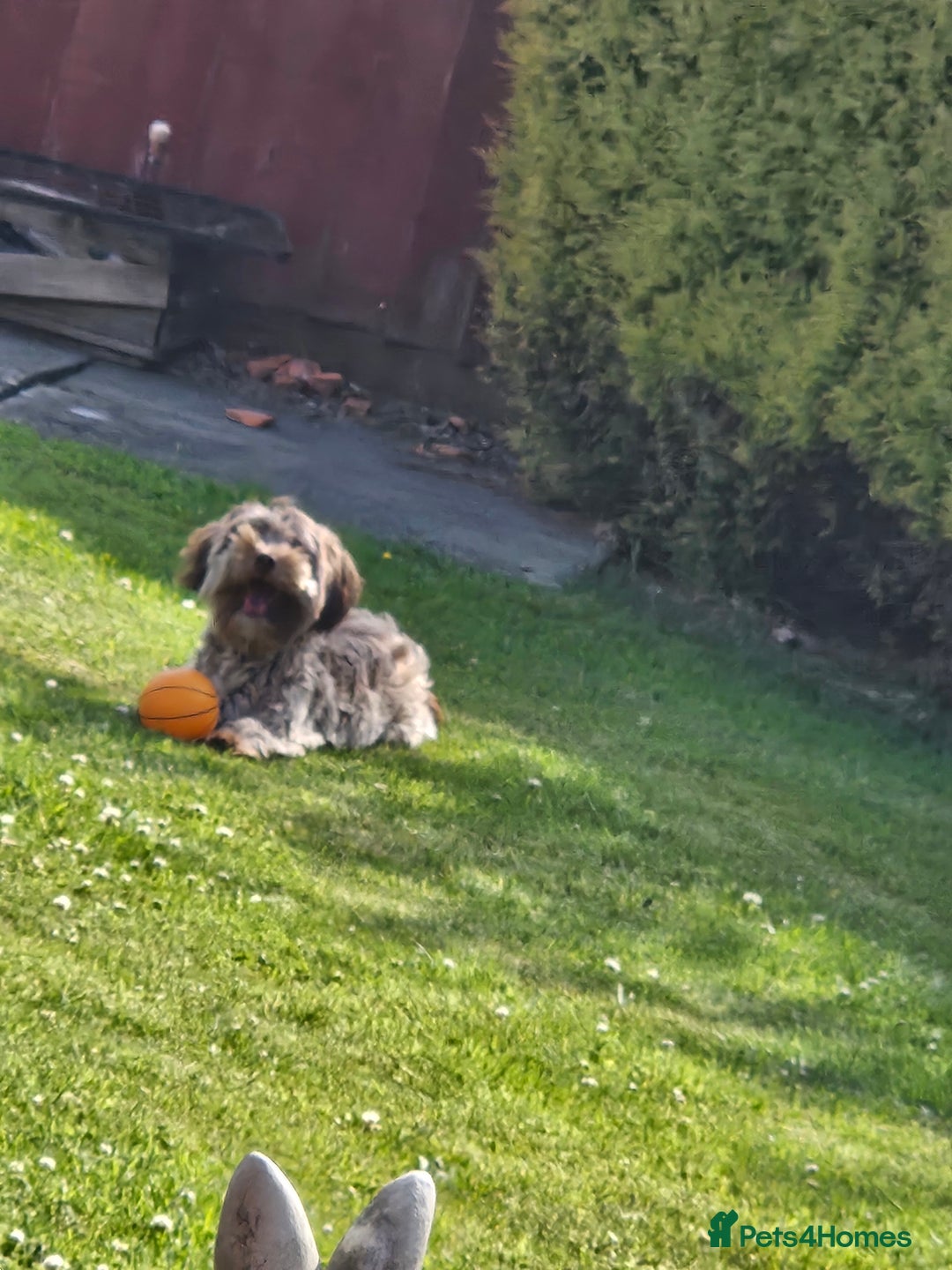 Mixed Breed dogs for sale: Bichon frie x jack russell - Image 3