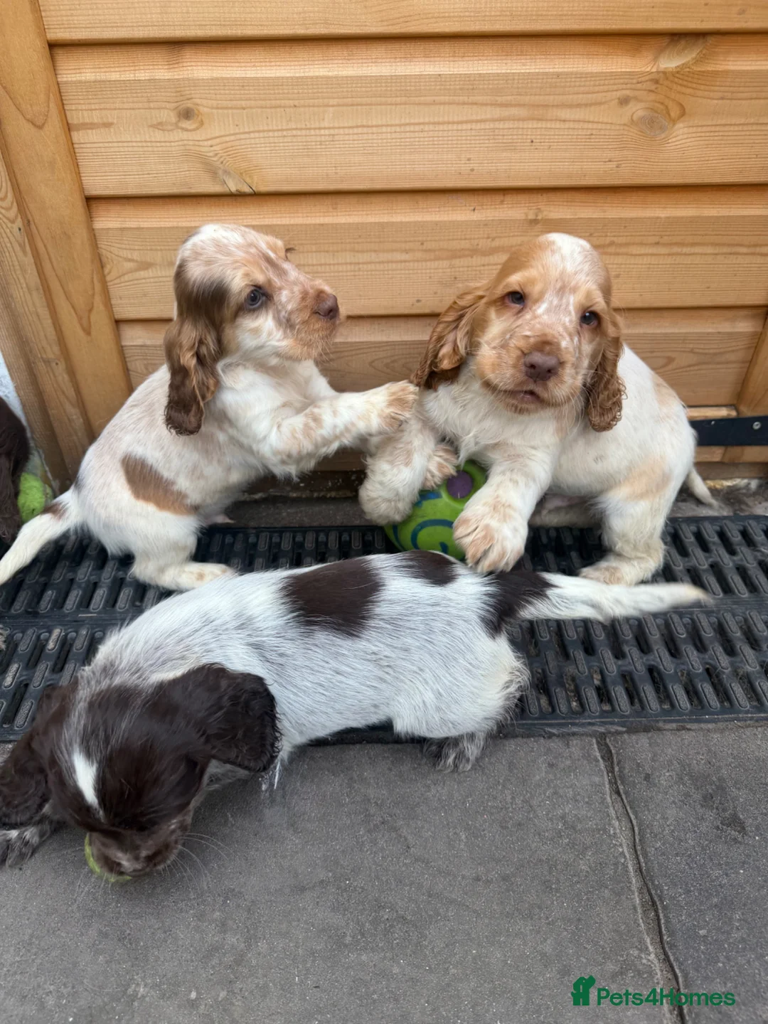 Sprocker dogs for sale: Sprocker pups  - Advert 1