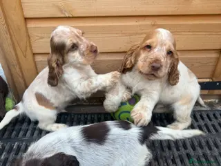 Sprocker dogs for sale: Sprocker pups ready now - Advert 1