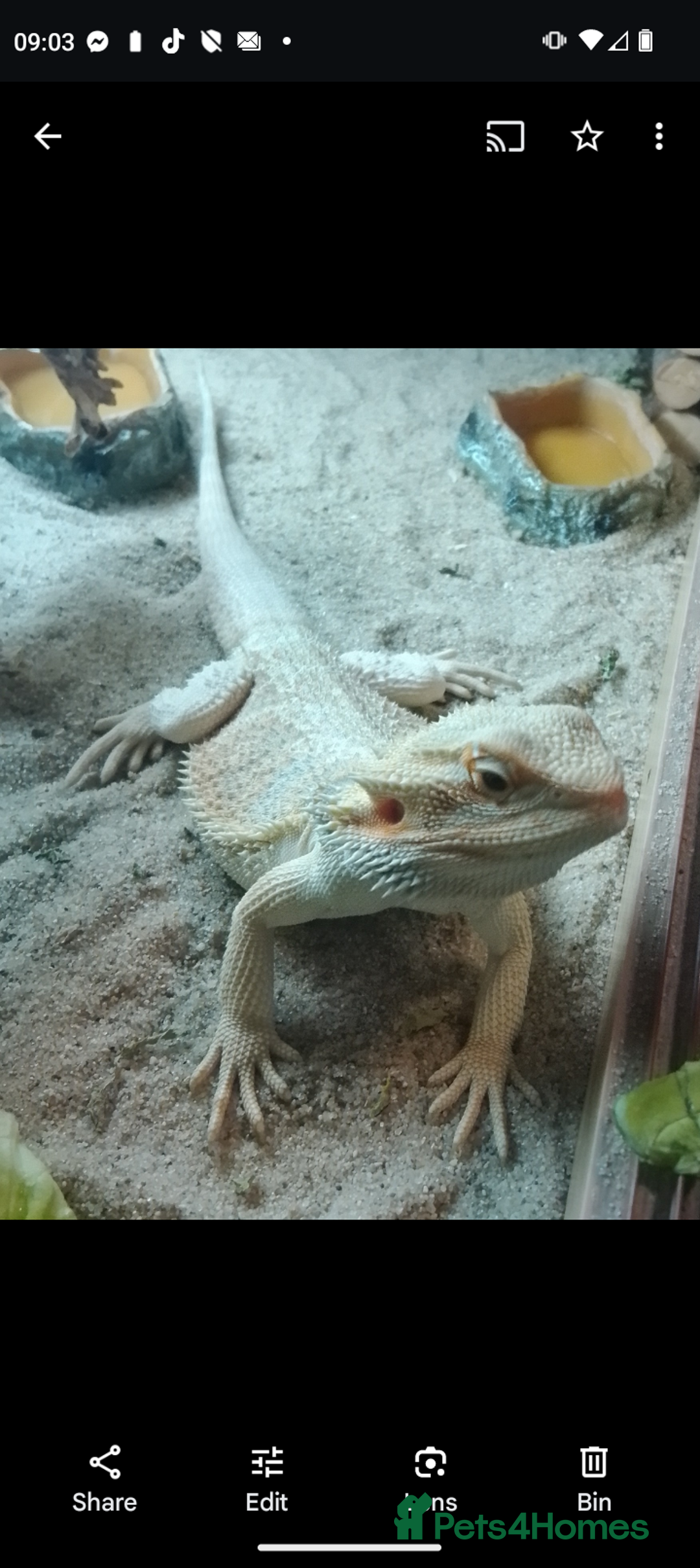 Bearded Dragon reptiles for sale: Bearded Dragon and setup for sale  - Image 2