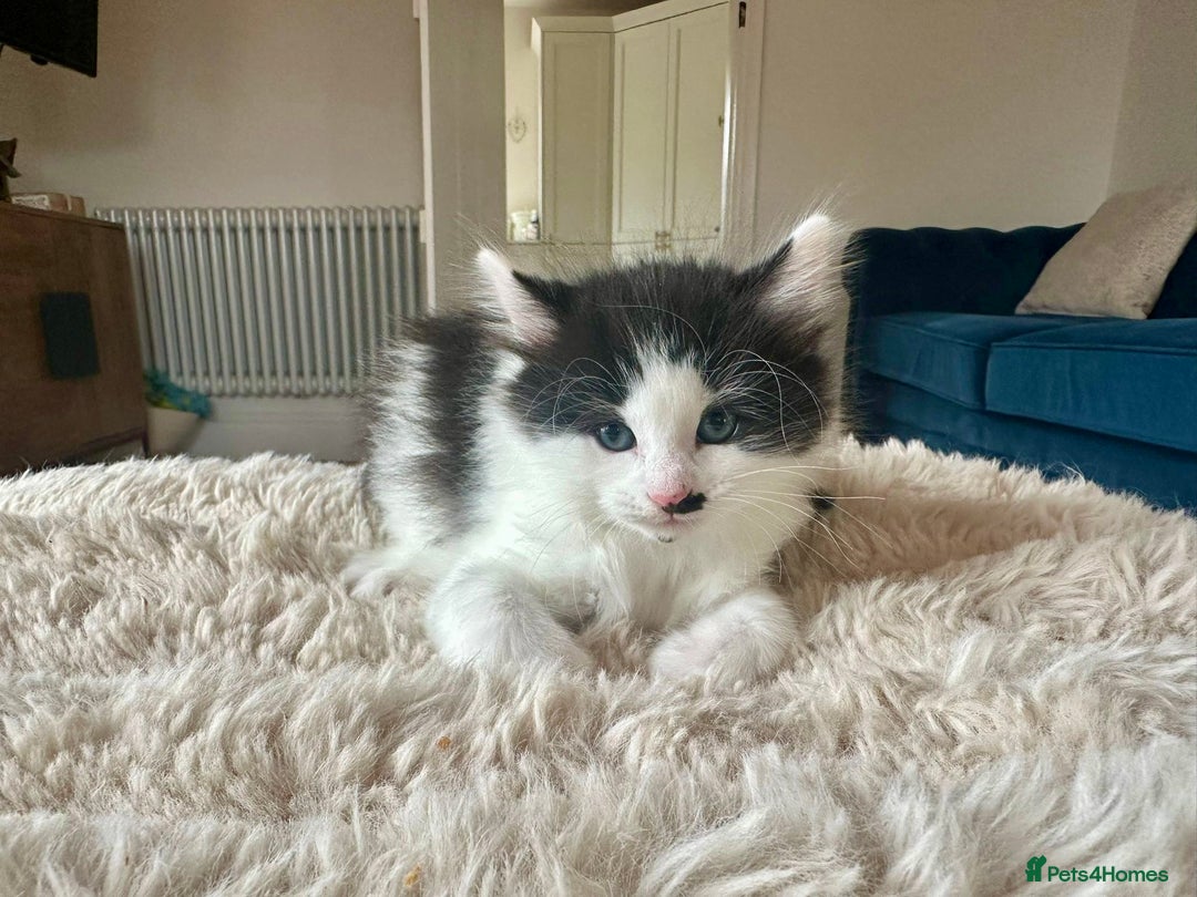 Mixed Breed cats for sale: Ragdoll x Maincoon x Manx - Image 8