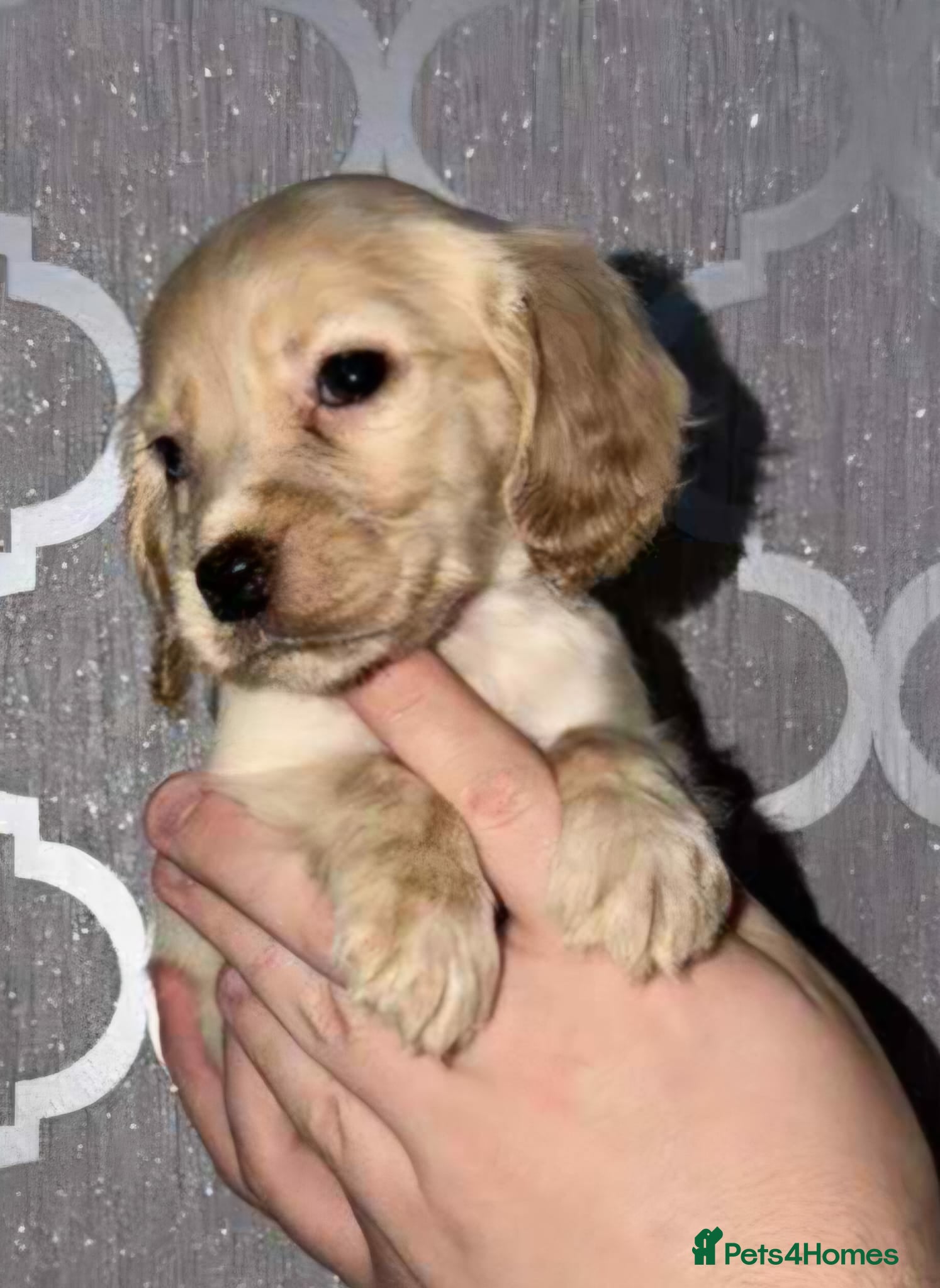 Cocker Spaniel dogs Beautiful cocker spaniels  - Advert 17