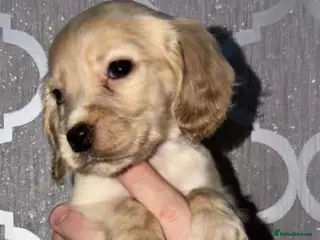 Cocker Spaniel dogs Beautiful cocker spaniels - Advert 17