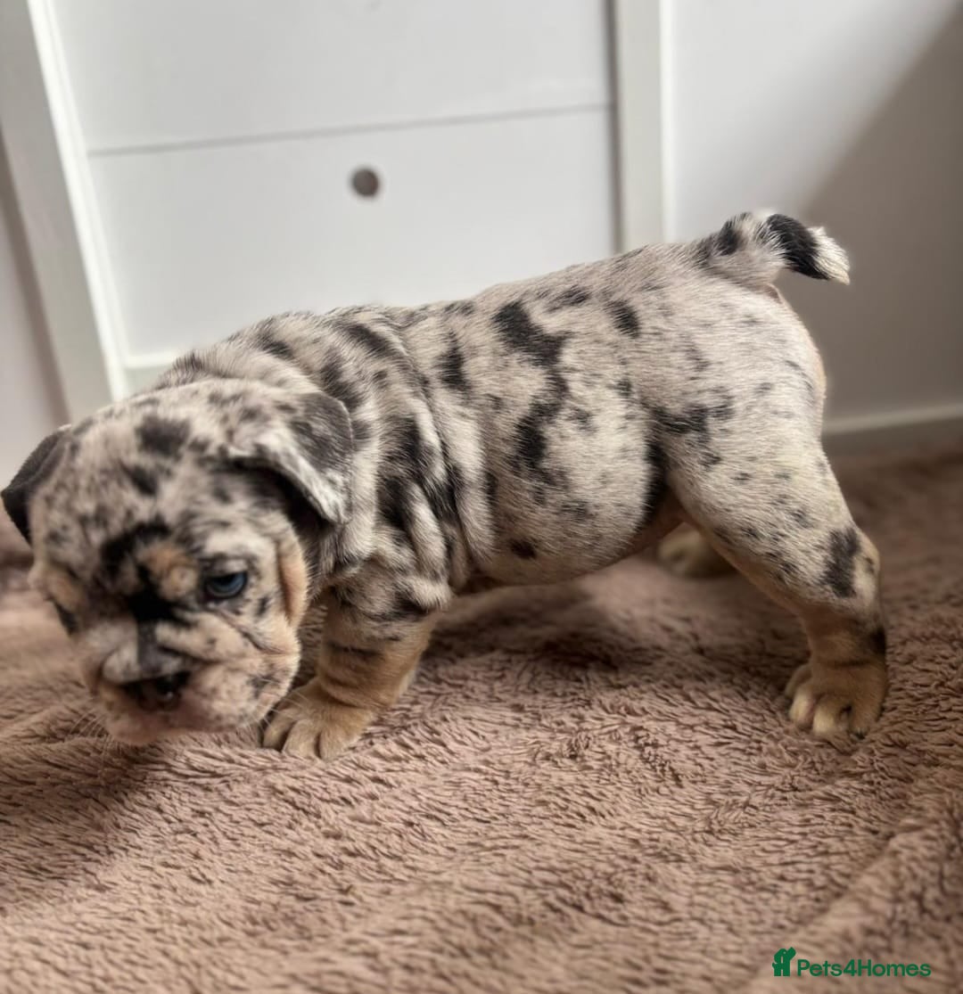 English Bulldog dogs for sale: Beautiful English Bulldog Puppies - Image 15