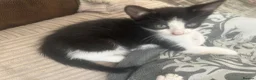 Mixed Breed cats for sale: 6 Beautiful kittens  - Advert 6
